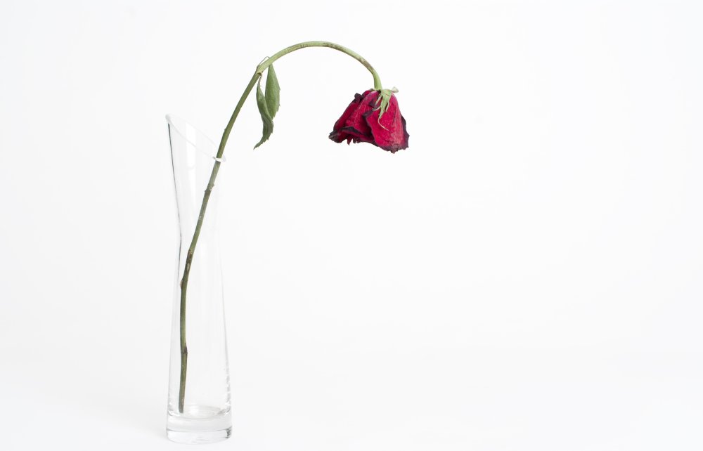 Цветок в вазе завял