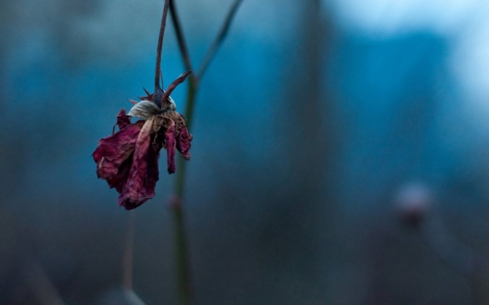 Увядание цветка