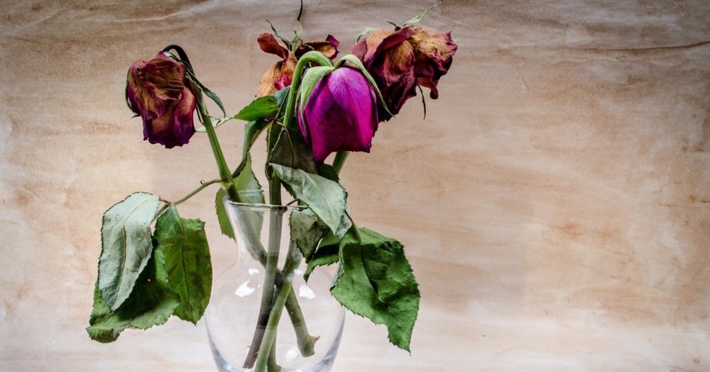 Свежий цветок и увядший цветок