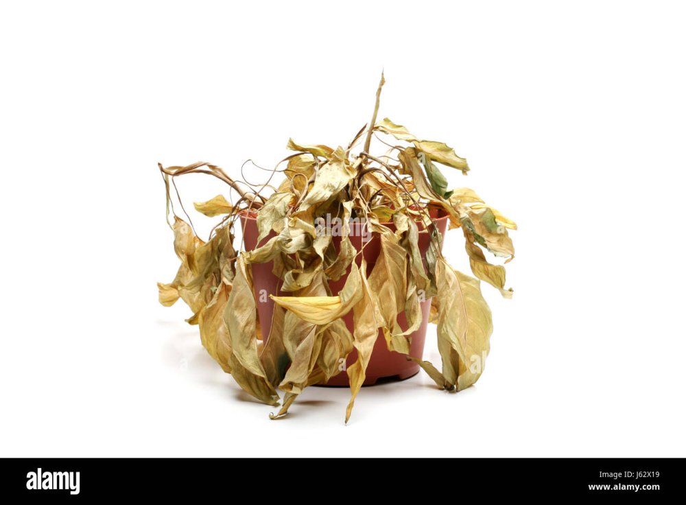 Засохшее растение в горшке