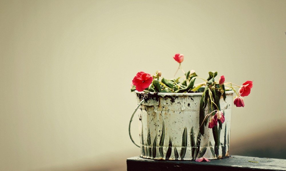 Креативные цветы