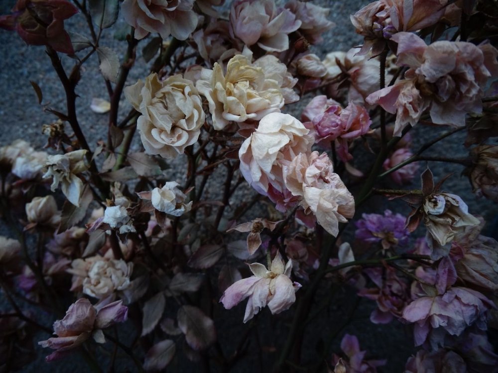 Дарк Роуз Эстетика