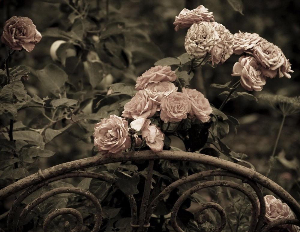 Увядшая роза