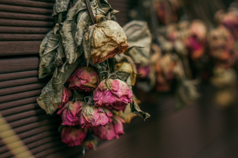 Засохшие цветы