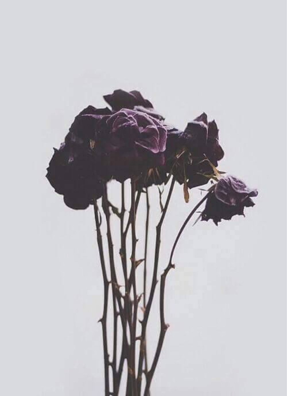 Завядшие розы черные