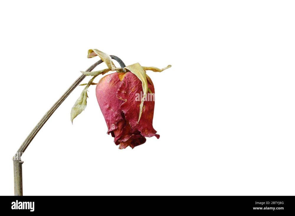 Завядший цветок на белом фоне