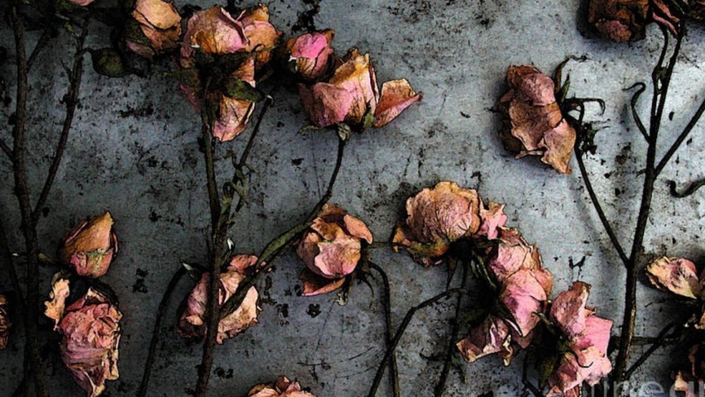 Увядший цветок