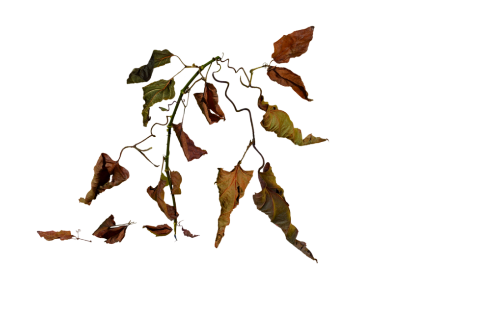 Увядшие листья