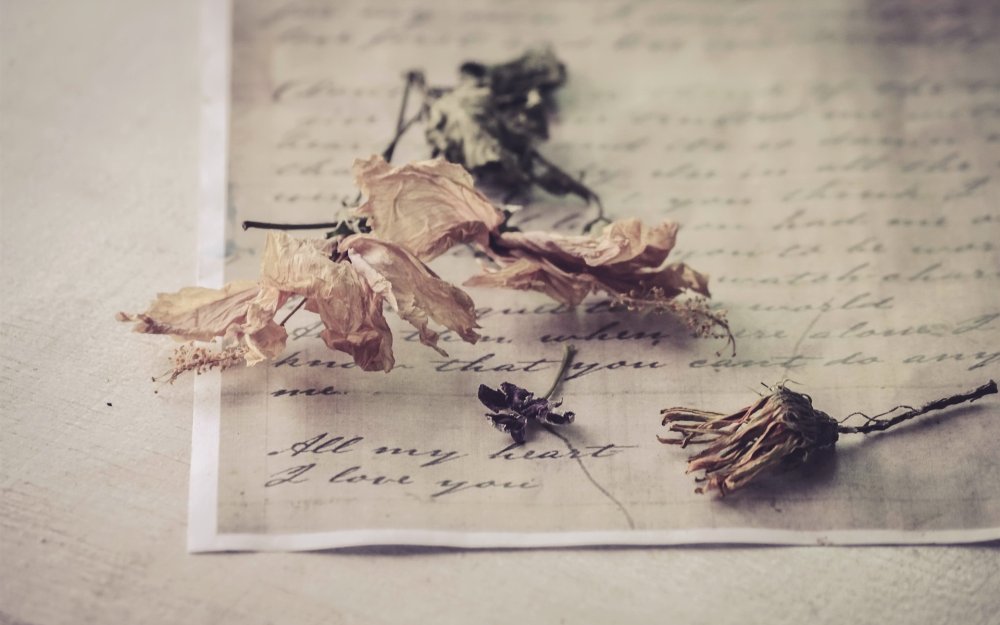 Старые засушенные цветы