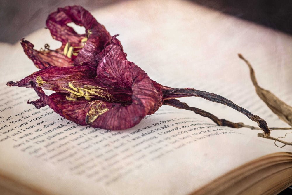 Завядший цветок