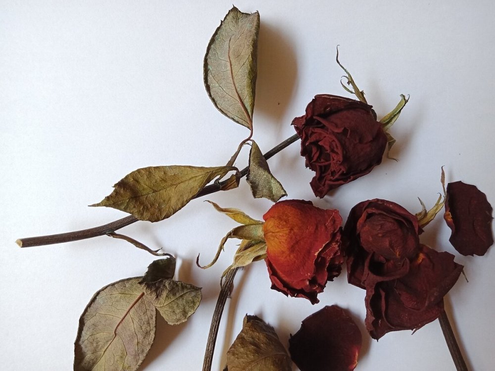 Завявшая роза