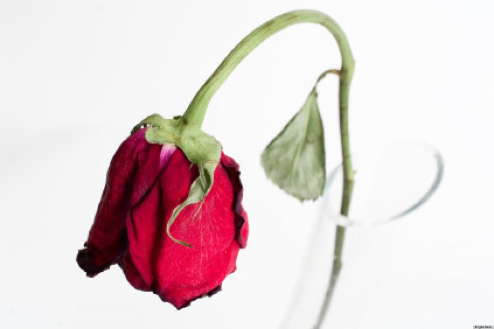 Цветок вянет