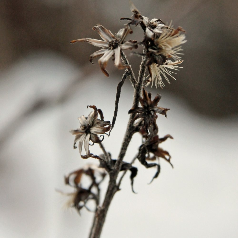 Засохшие цветы