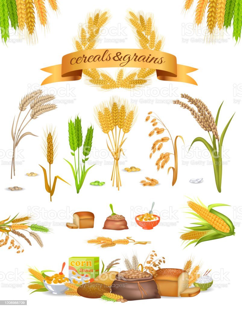 Пшеница продовольственная