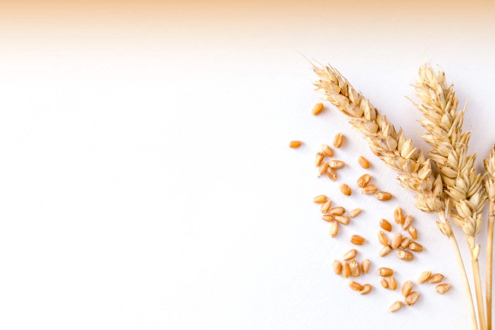 Бежевый фон с колосьями