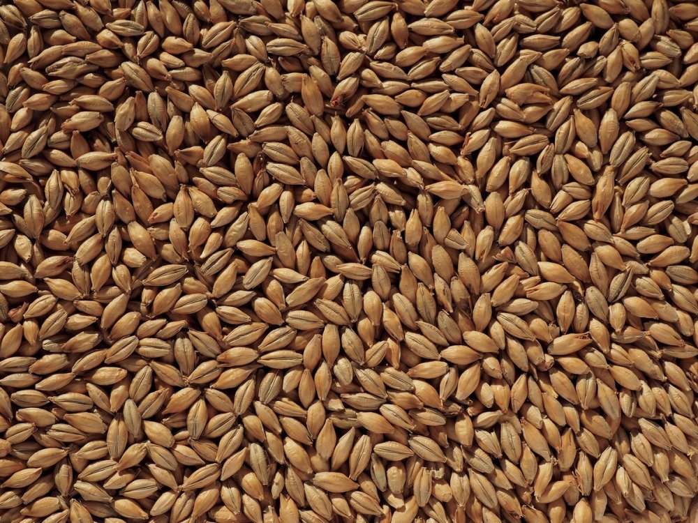 Семенная пшеница в мешках