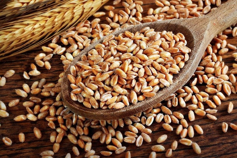 Злаковые культуры