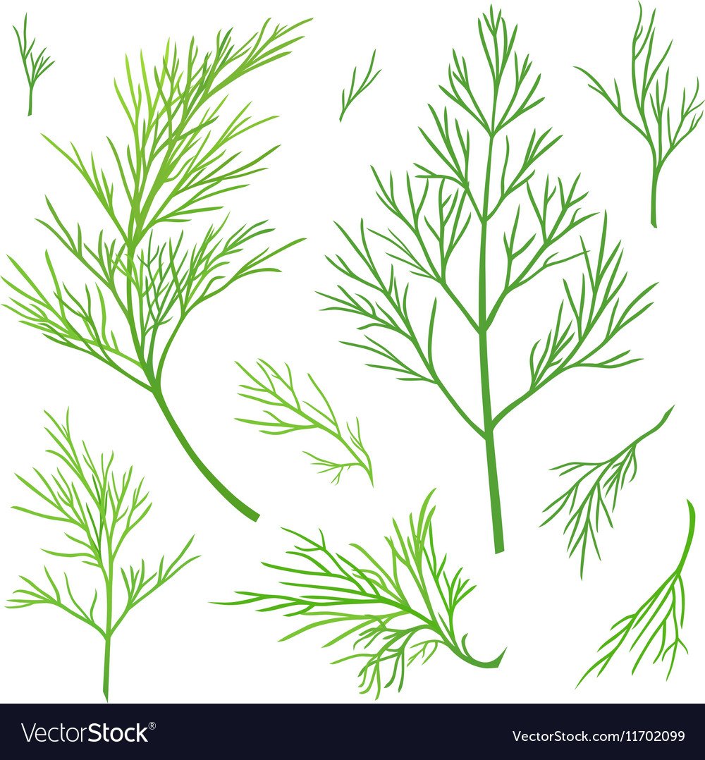 Веточка укропа