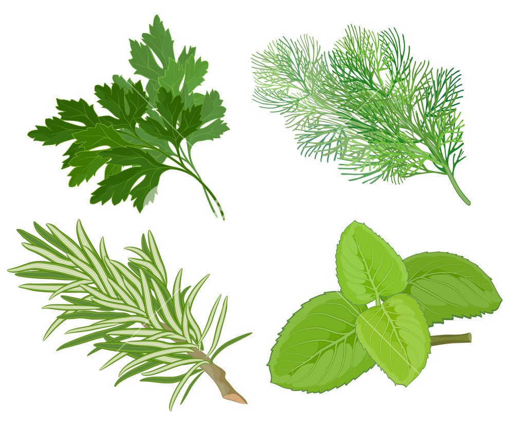 Укроп силуэт