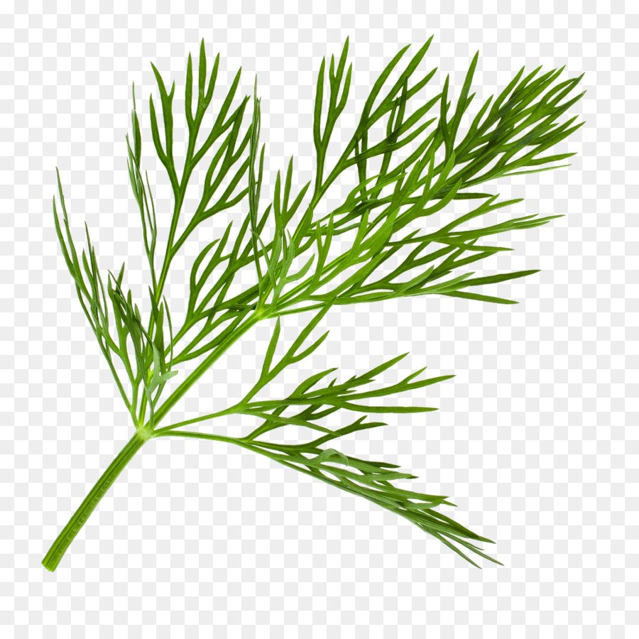 Кинза листик