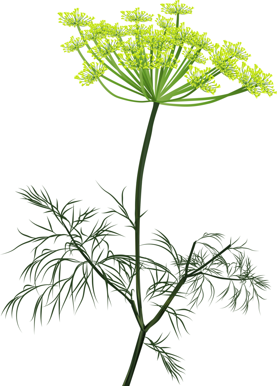 Петрушка розмарин