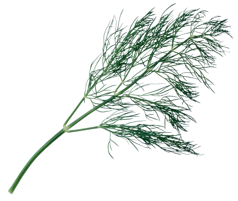 Кисточка укропа на белом фоне