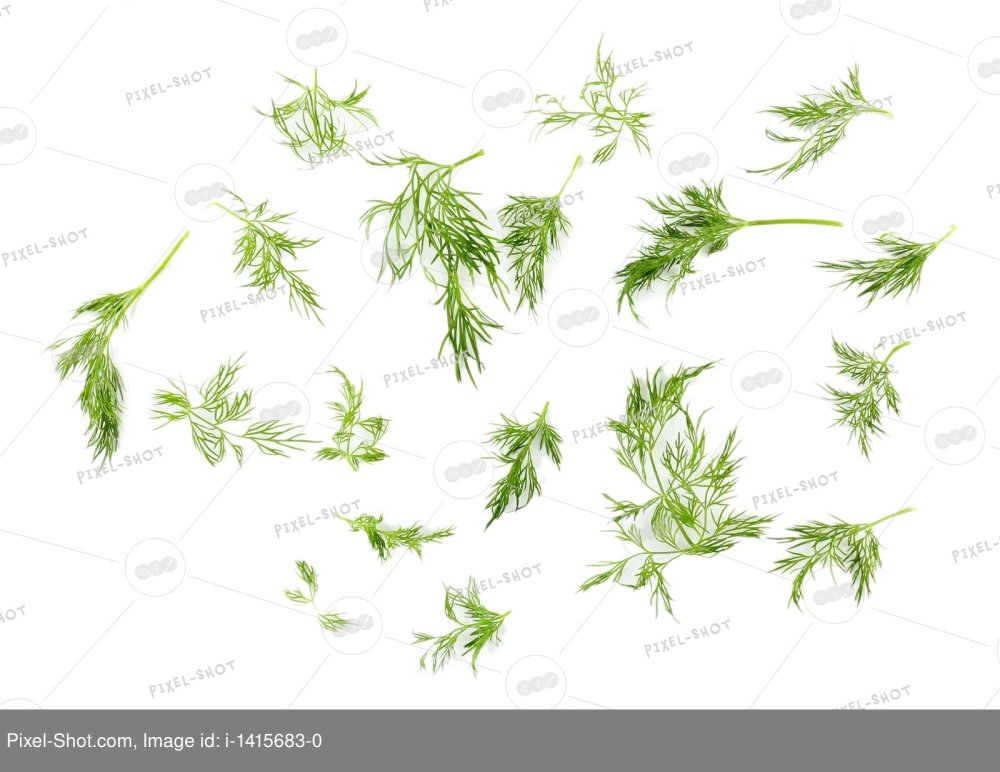 Зеленый укроп стебельки