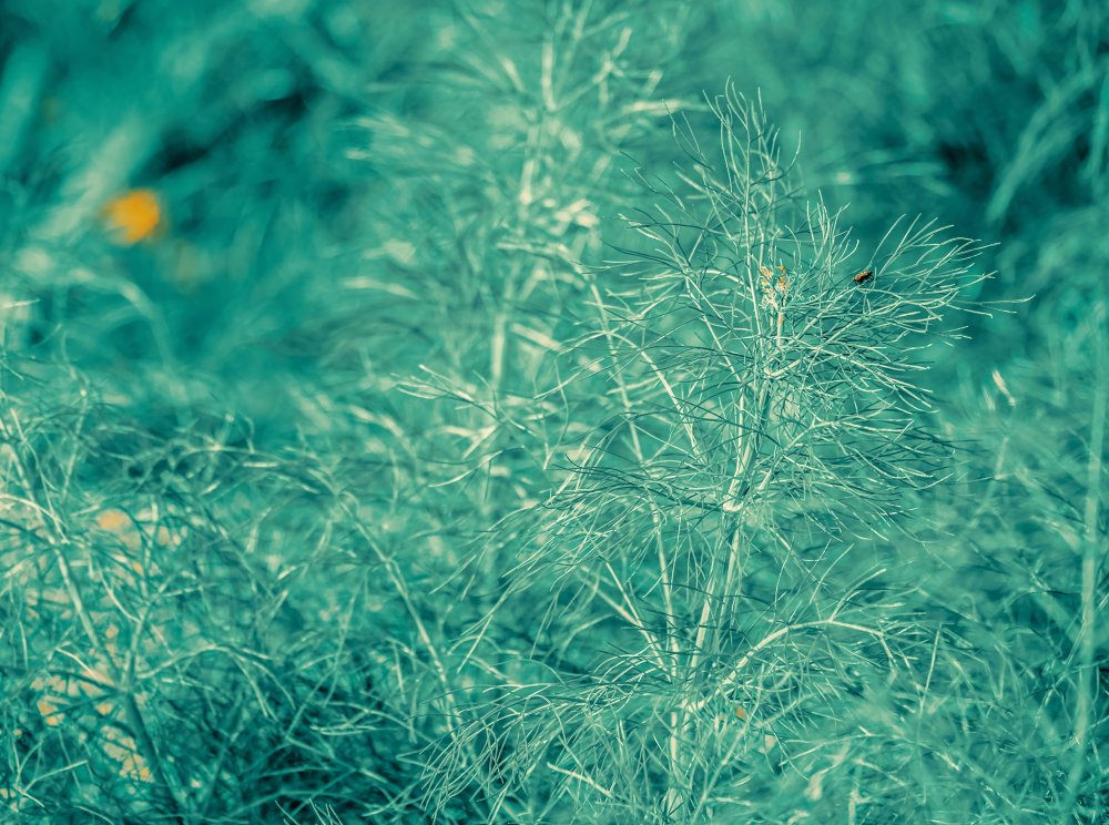 Трафарет для стен зонтичное растение