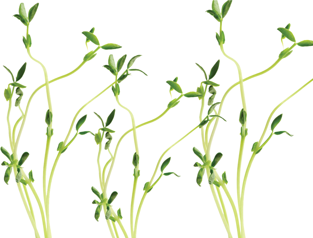 Розмарин петрушка и шалфей