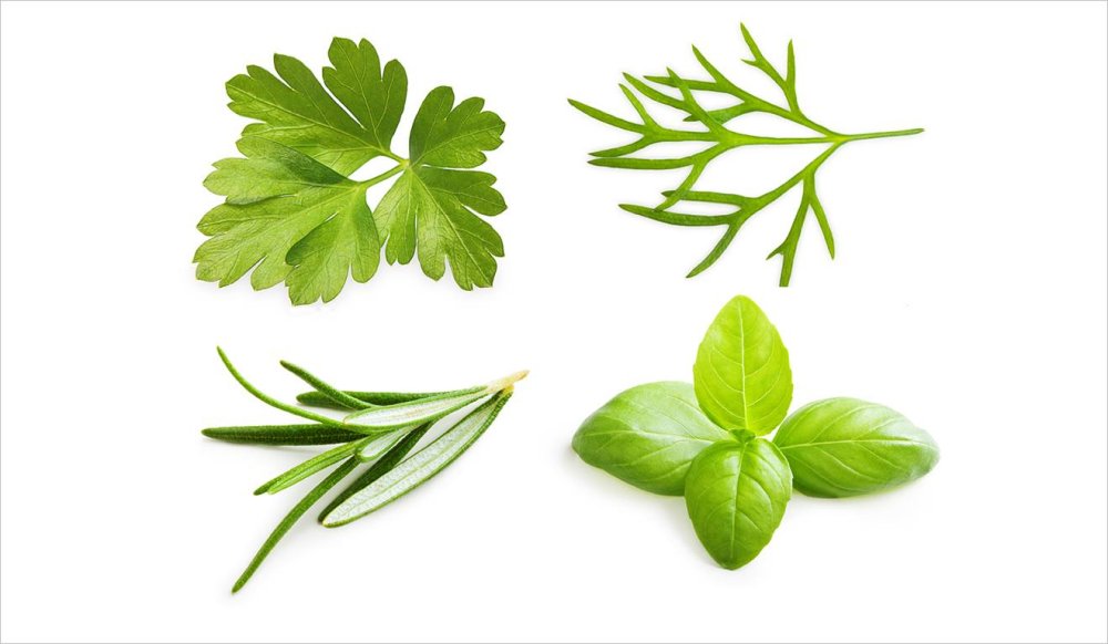 Веточка зелени