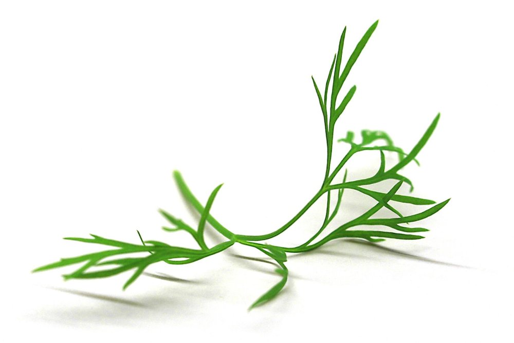 Корень укропа