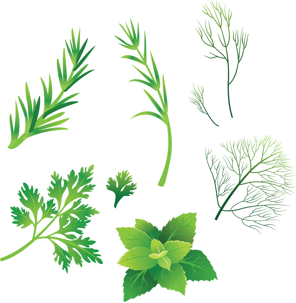 Корень укропа