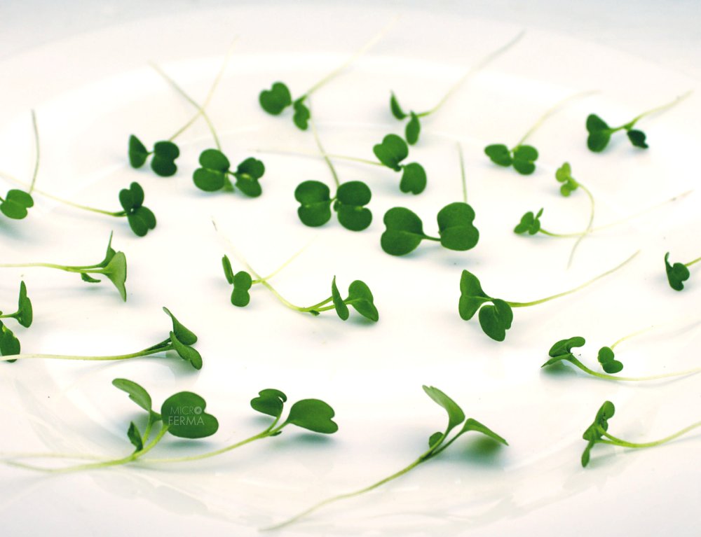 Петрушка укроп вектор