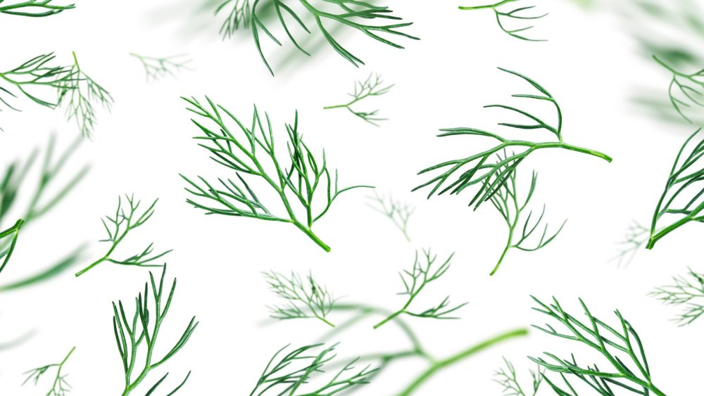 Укроп вектор