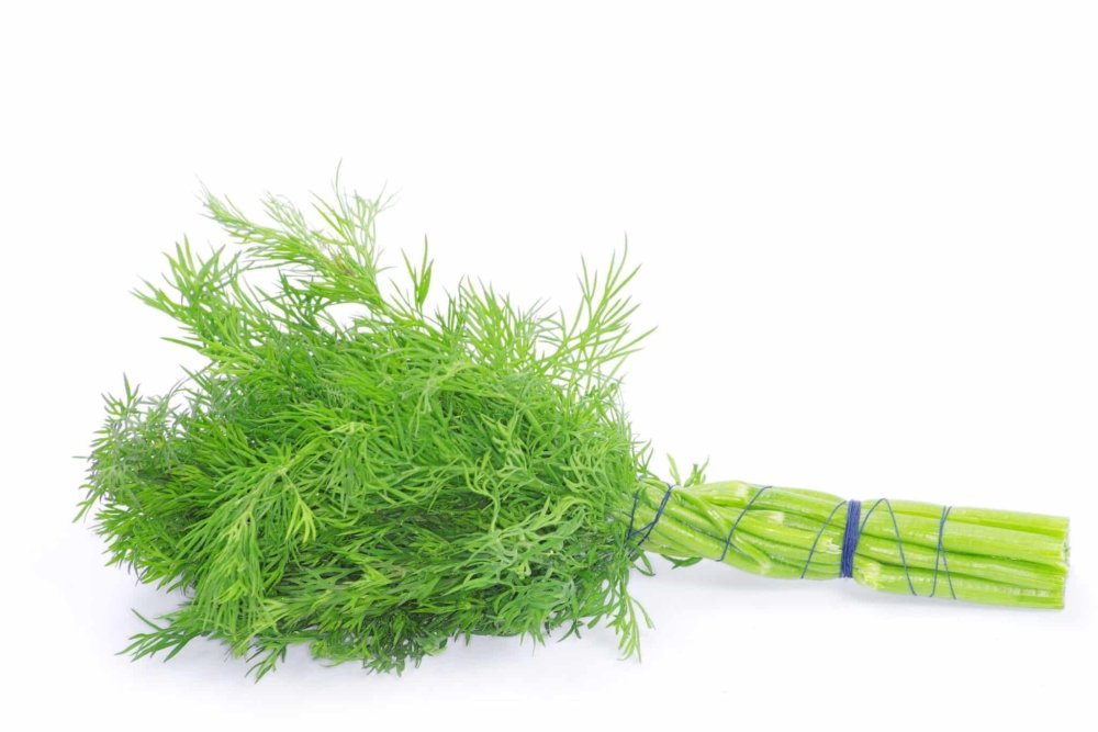 Листик укропа