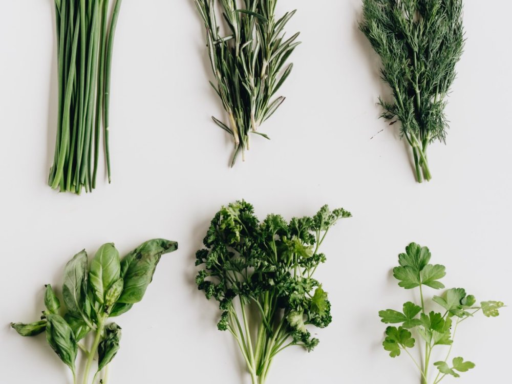 Стебель бамбука вектор