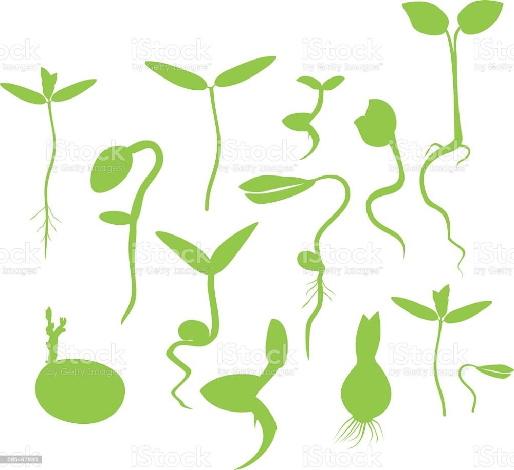 Укроп на белом фоне