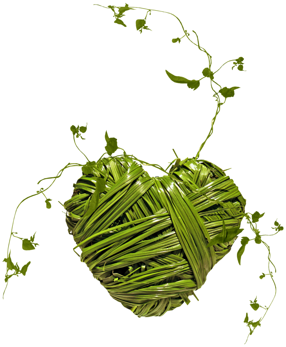 Петрушка укроп вектор