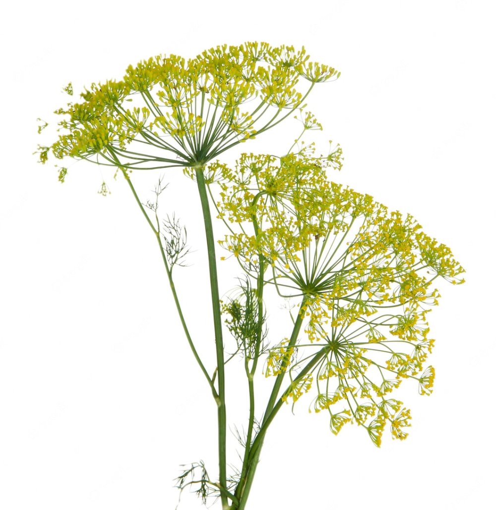 Трава вектор