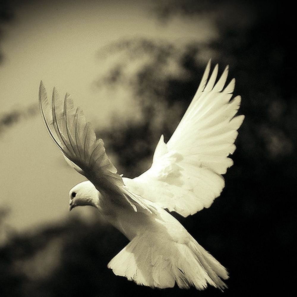 Белый голубь