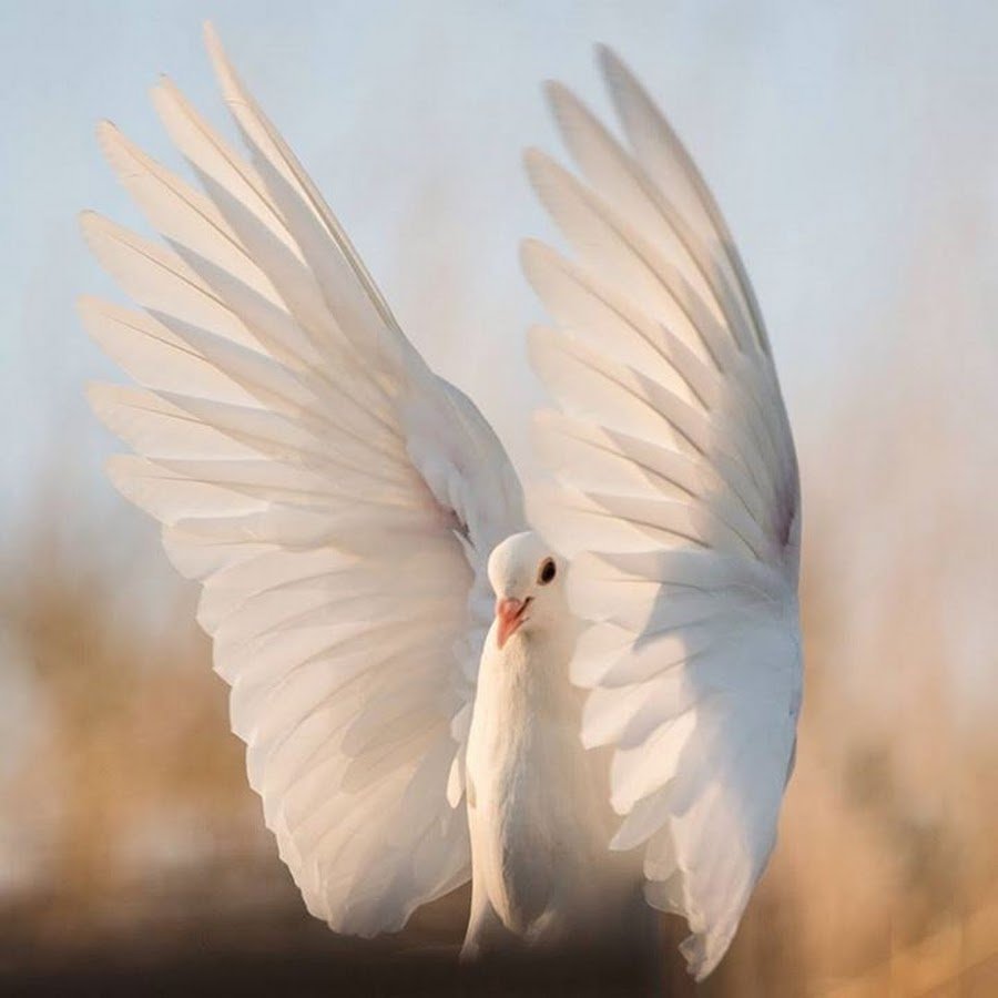 Белый голубь летит