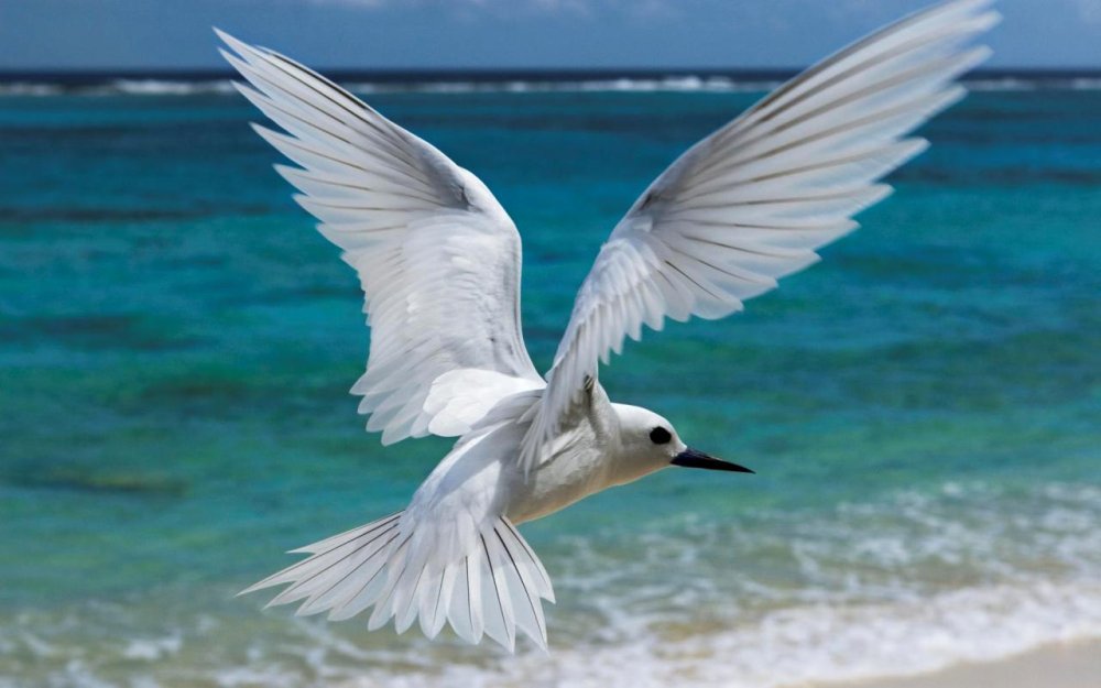 Голубь с раскрытыми крыльями