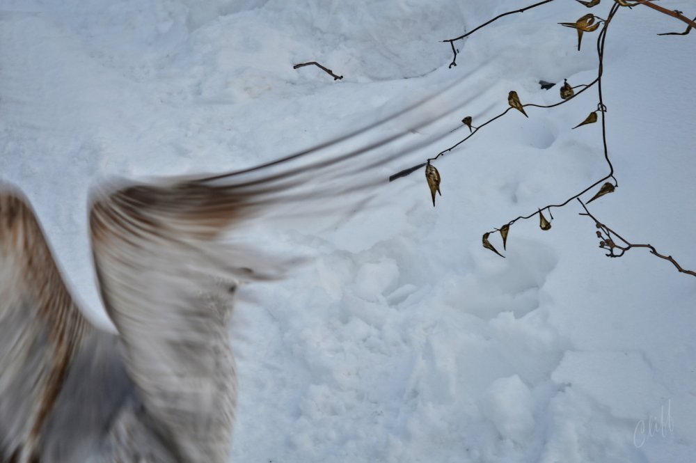 Парящий журавль