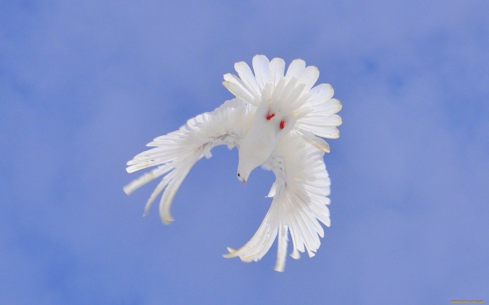 Полярная Сова в Арктике