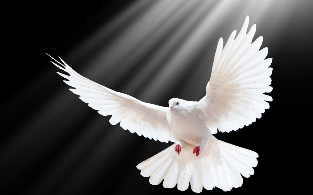 Белый голубь