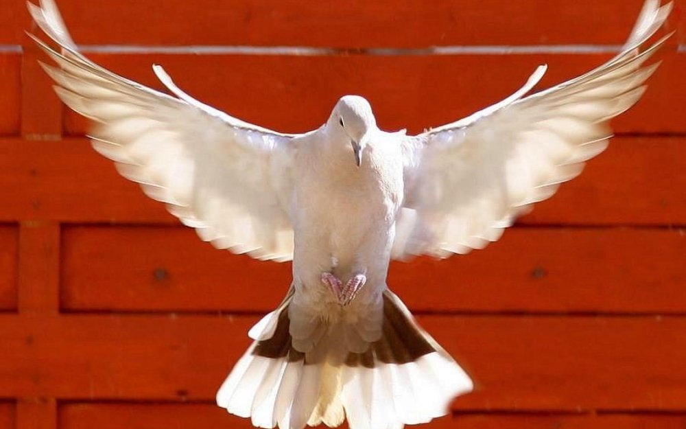 Мифическая синяя птица и Феникс