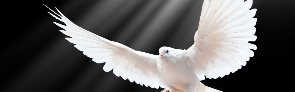 Белые птицы в небе