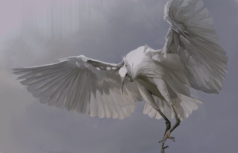 Белый журавль в полете