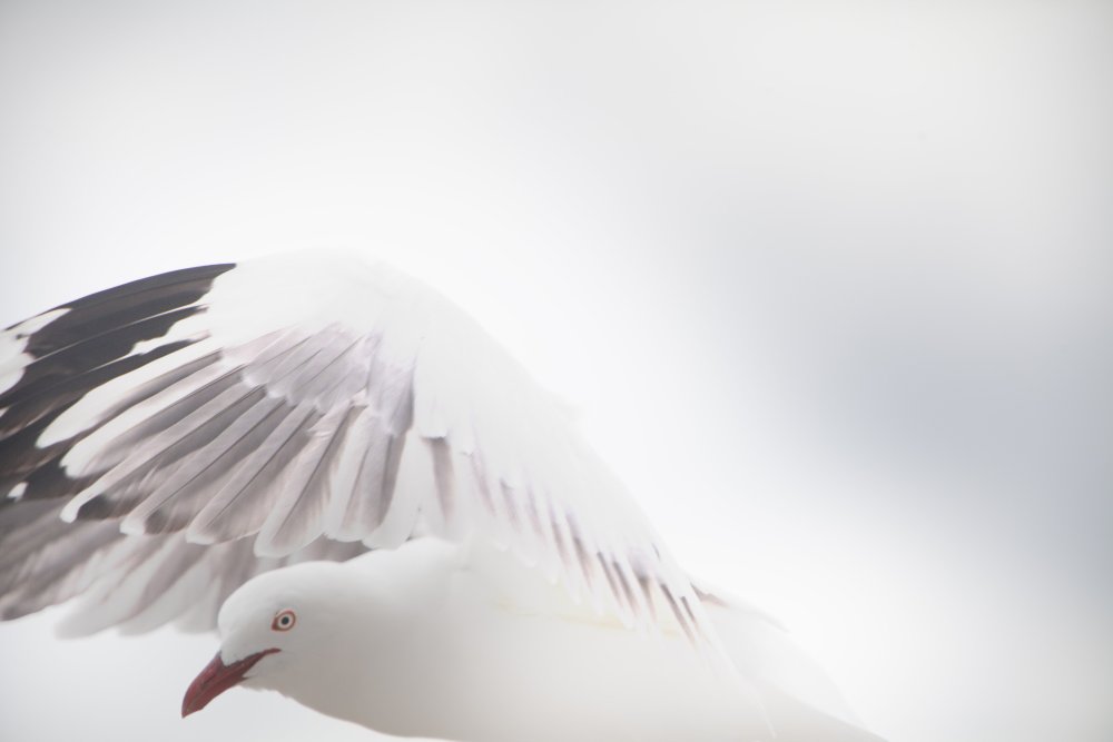 Белые птицы в небе