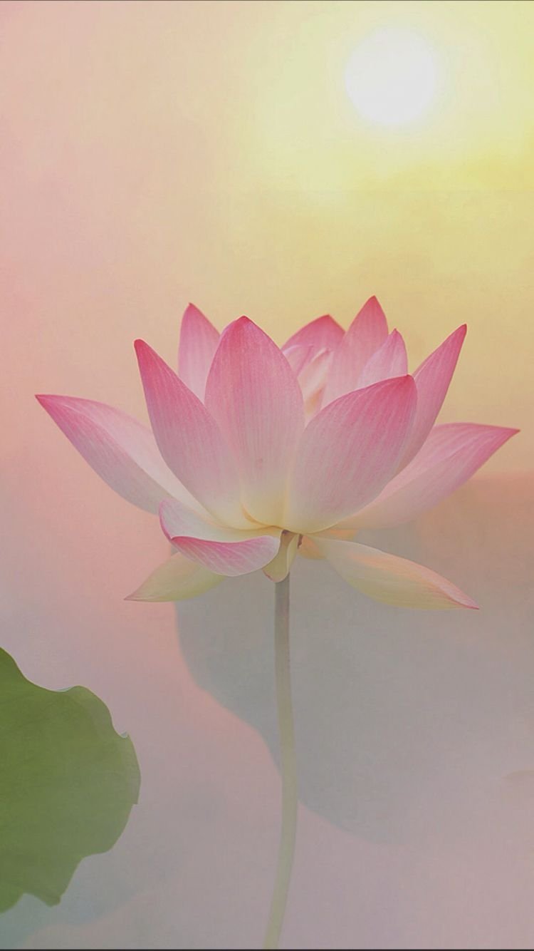 Нежный Лотос
